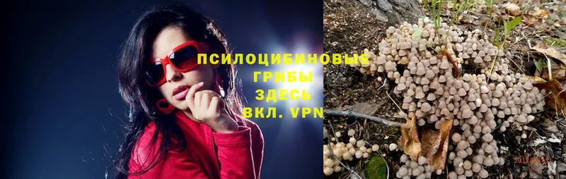 Галлюциногенные грибы Psilocybe  где можно купить наркотик  Армавир 